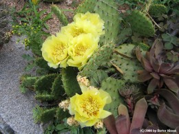 Opuntia spec. 